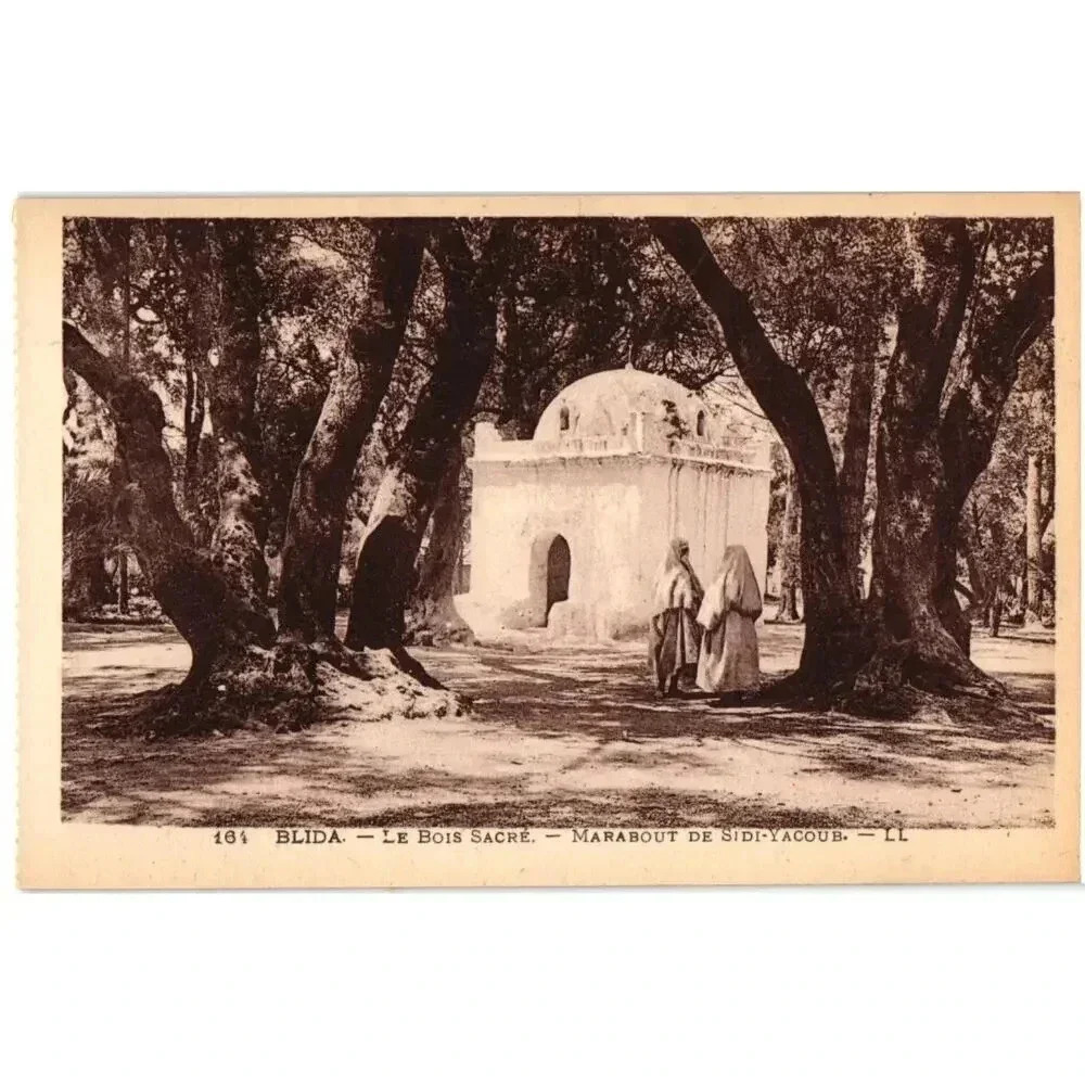 164 BLIDA. LE BOIS SACRE. MARABOUT DE SIDI-YACOUB. LL Postcard